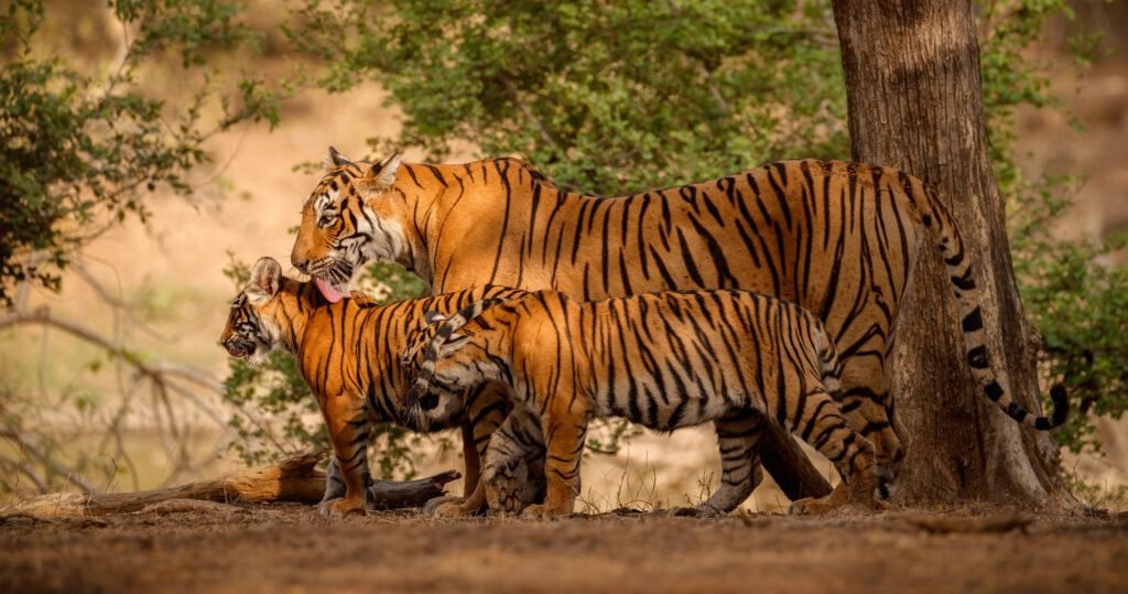 Wild Life Tour of Corbett