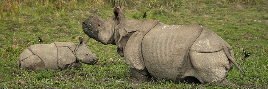 Manas National Park
