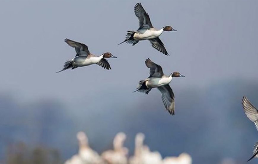 Bird Watching Tour