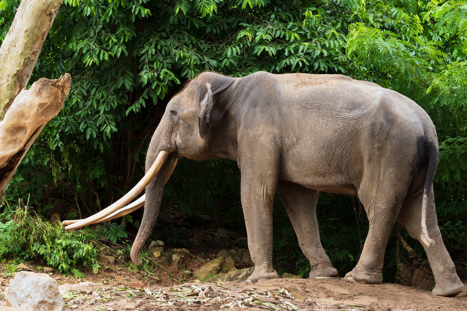 Bhubaneswar