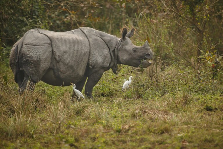 Kaziranga Rhino Land Tour