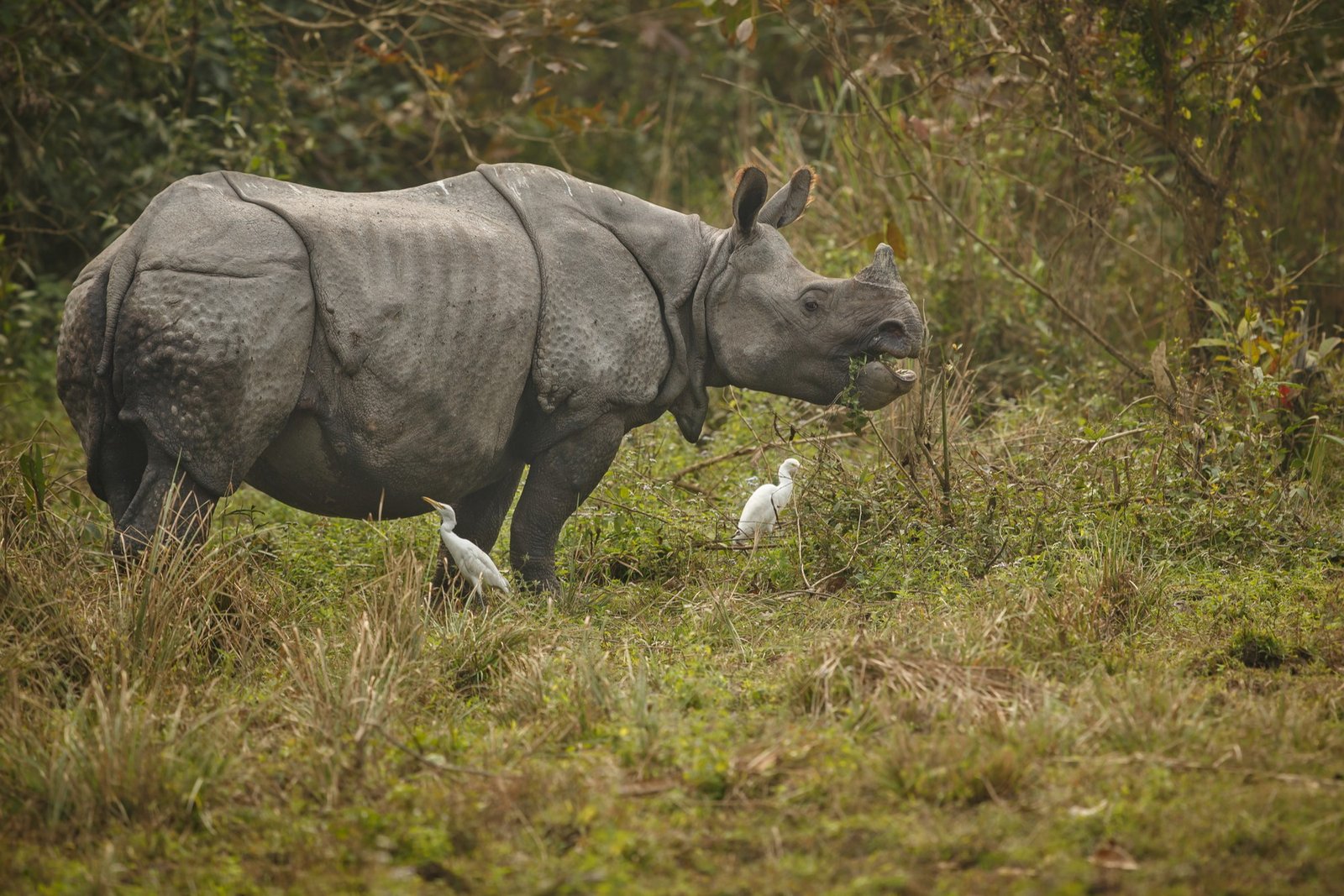 Assam